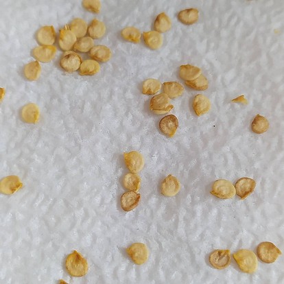 Процесс обработки и закалки семян перца: секреты успешной посадки на рассаду