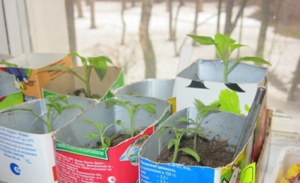 Как огородники используют упаковки тетрапак от кефира, соков и других жидких продуктов