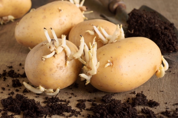 Какие супер-лайфхаки помогут повысить урожайность картошки