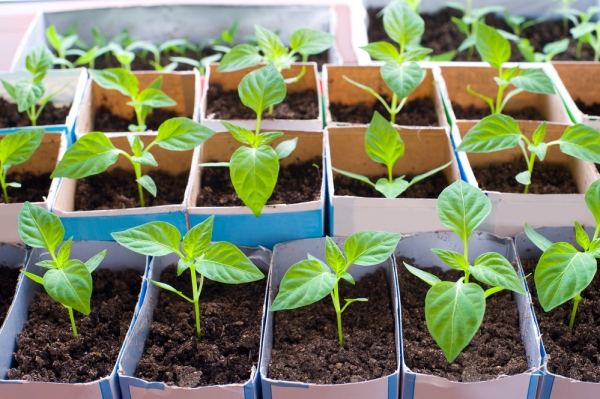 Почему выращивать рассаду перца лучше без пикировки и как это правильно сделать