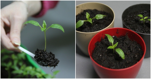 Почему выращивать рассаду перца лучше без пикировки и как это правильно сделать