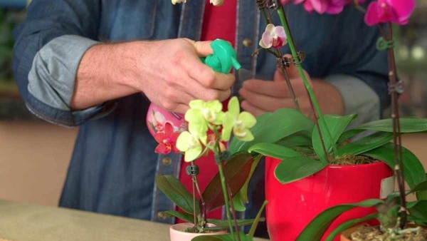 От какого удобрения ваша домашняя орхидея точно расцветет