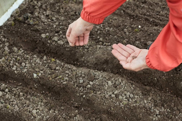 Какое удобрение нужно добавить в почву во время посева редиса, чтобы получить хороший урожай