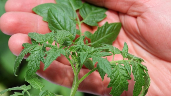 Секрет урожая помидоров: лучшее аптечное средство для подкормки рассады