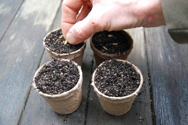 Как правильно сеять огурцы в стаканчики и выращивать рассаду
