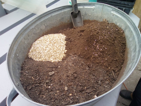 Какой минерал нужно добавить в почву при посеве баклажанов, чтобы выросла крепкая рассада