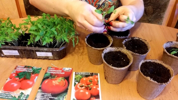 Секрет урожая помидоров: лучшее аптечное средство для подкормки рассады