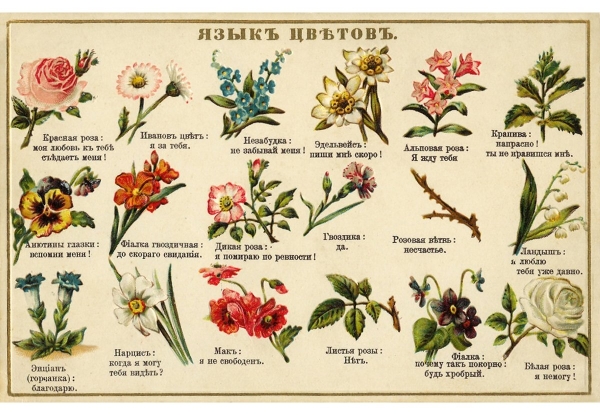 Краткий словарь «языка цветов»: что символизируют разные виды и оттенки растений, как помогут передать чувства