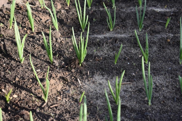 Полезная шпаргалка для дачников: какие семена стоит посадить в апреле