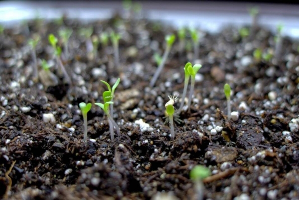 Полезная шпаргалка для дачников: какие семена стоит посадить в апреле