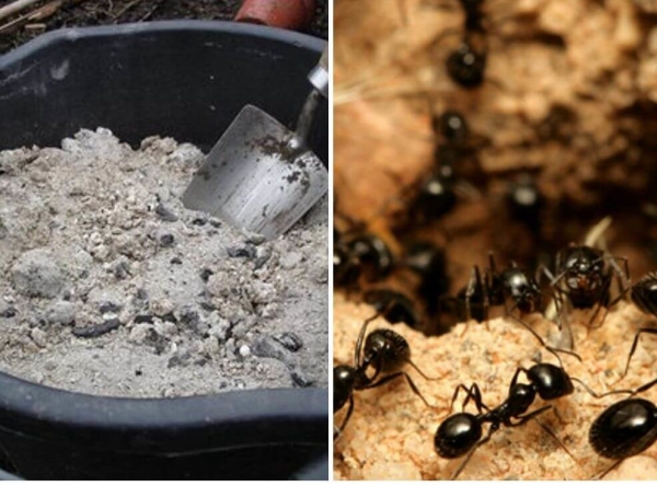 Избавляемся от муравейника на огороде: как вывести муравьев