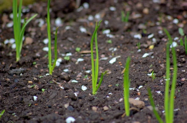 Как садить лук в открытый грунт: правила и советы по выращиванию