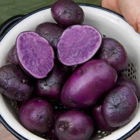 Синий (фиолетовый) картофель: полезные свойства, способы приготовления