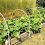 3 правила выращивания огурцов, чтобы растение дало много урожая