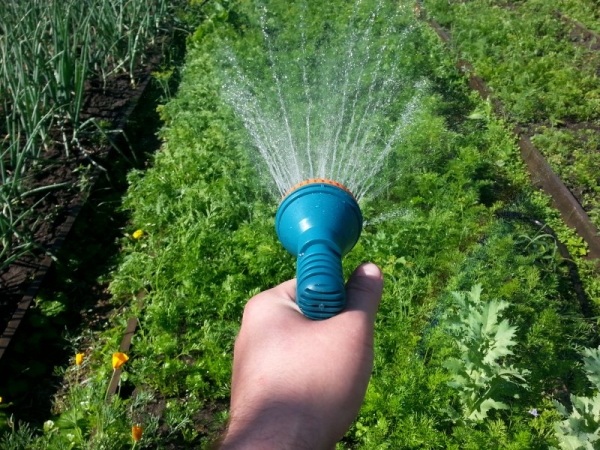 Правила полива огорода: когда это лучше делать и как часто