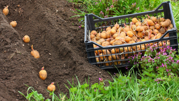 Чем удобрить картофель после высадки: советы опытных огородников