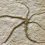Уникальная находка: окаменелость офиуры возрастом 155 миллионов лет, которая регенерирует после самоклонирования