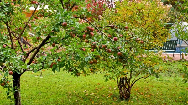 Разнообразие фруктовых деревьев для вашего сада: какие посадить, совместимость сортов и правила ухода