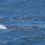 У берегов Калифорнии замечен один из самых редких китов в мире