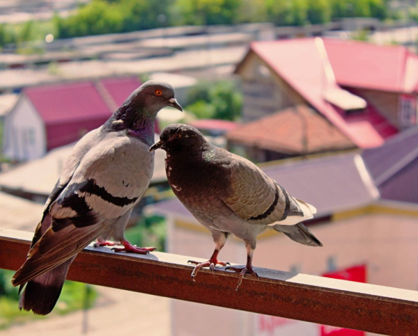 Несколько способов отвадить голубей с балкона