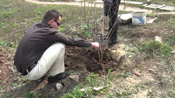 Что посадить в ноябре: три дерева для большого урожая